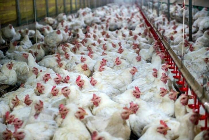 國外工廠化農(nóng)業(yè)：歷史、影響和可持續(xù)解決方案